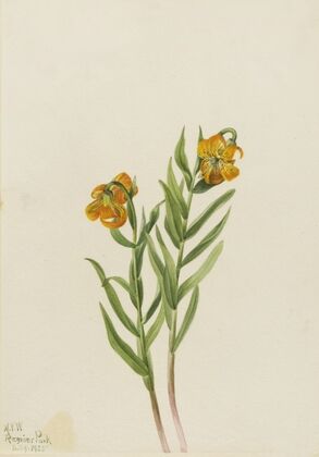 Pink Fleabane (Erigeron caespitosus) (1921)