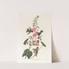 Columbian humming bird by John James Audubon