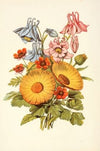 Columbine, Marigold, Pheasant’s Eye
