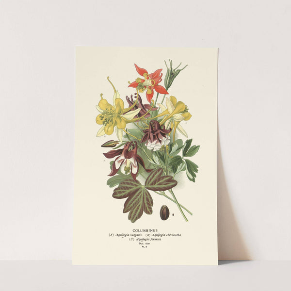 Columbines (1896-1897) by Edward Step