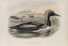 Colymbus arcticus. Black-throated Diver. (1862-1873)