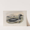 Colymbus arcticus. Black-throated Diver. (1862-1873) by John Gould