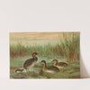 Colymbus fluviatilis Tunst., Kleiner Lappentaucher by Johann Friedrich Naumann