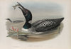 Colymbus glacialis. Great Northern Diver. (1862-1873)
