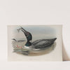 Colymbus glacialis. Great Northern Diver. (1862-1873) by John Gould