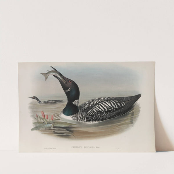 Colymbus glacialis. Great Northern Diver. (1862-1873) by John Gould