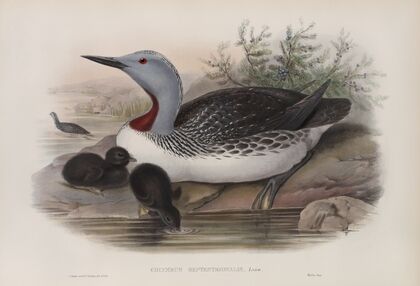 Colymbus septentrionalis. Red-throated Diver. (1862-1873)