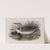 Colymbus septentrionalis. Red-throated Diver. (1862-1873) by John Gould