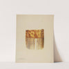 Comb by John H. Tercuzzi