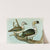 Comb or Knob-Billed Duck by Louis Agassiz Fuertes