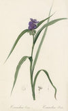 Commelina Erecta (1802-1816)