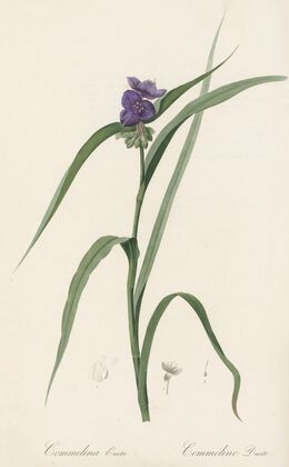 Commelina Erecta (1802-1816)