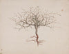 Commiphora gileadensis (L.) C. Chr. (Balm of Gilead, Opobalsam).