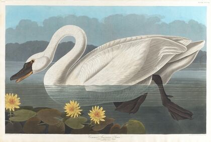 Common American swan