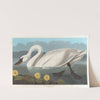 Common American swan by John James Audubon