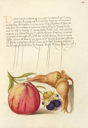 Common Apple, European Wild Pansy, and Giant Filbert (1561–1596)