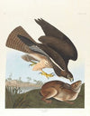 Common buzzard