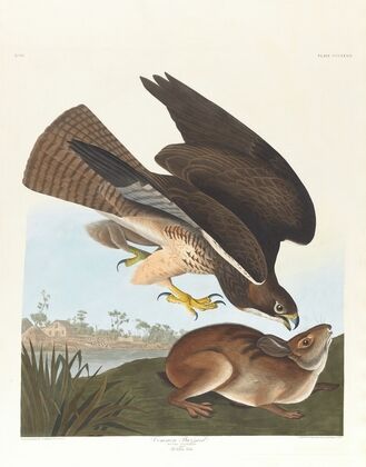 Common buzzard