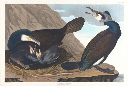 Common cormorant