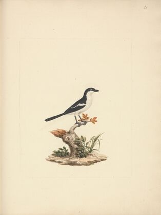 Common Fiscal