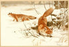 Common fox (1893-1896)