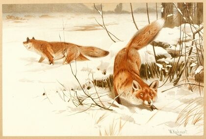 Common fox (1893-1896)