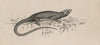 Common Garden-lizard (1882-1886)