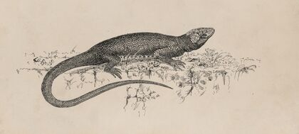 Common Garden-lizard (1882-1886)