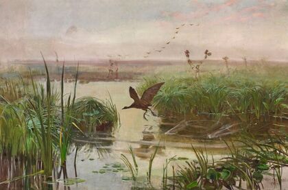 Common moorhen (1894)