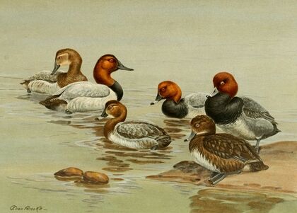 Common Pochard (1922-1926)