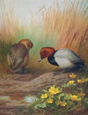 Common Pochard (1913)
