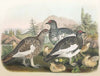 Common Ptarmigan