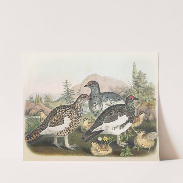 Common Ptarmigan by Daniel Giraud Elliot