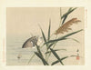 Common reed and little grebe (1892)