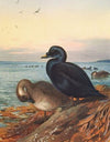 Common Scoter (1913)