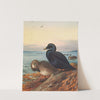 Common Scoter (1913) by Archibald Thorburn