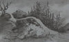 Composition of Rocks and Pine Trees