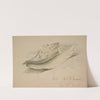 Conch Shell (1846) by John O'''Brien Inman