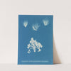 Conferva arcta; the three upper specimens in the young state (1843-1853) by Anna Atkins