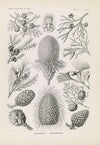 Coniferae. – BapfenbÃ¤ume