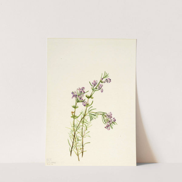 Conradina verticillata (1934) by Mary Vaux Walcott