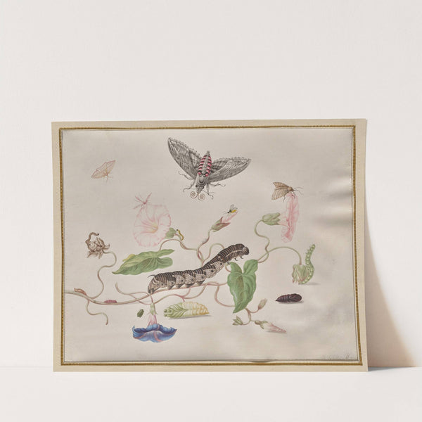 Convolvulus and Metamorphosis of the Convolvulus Hawk Moth (c. 1670–83) by Maria Sibylla Merian