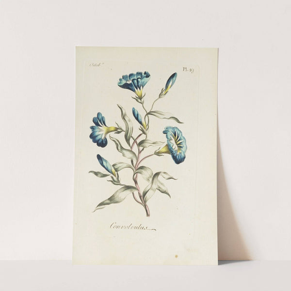 Convolvulus by Carington Bowles