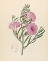 Convolvulus [Ipomoea oenotheroides]