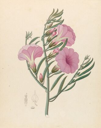 Convolvulus [Ipomoea oenotheroides]