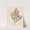 Convolvulus [Ipomoea oenotheroides] by Clemenz Heinrich Wehdemann
