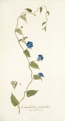 Convolvulus pentanthus
