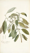 Conyza carolinensis