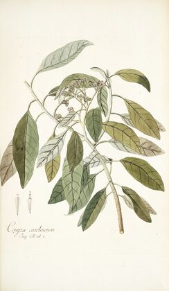 Conyza carolinensis