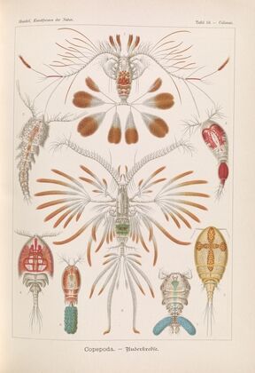 Copepoda. – Ruderkrebse